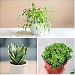 Indoor Plant Set, Spider Plant, Snake Plant and Bonsai with Decorative Pots, Live House Plants Collection-image-2