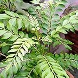 Gebdinsh Garden® Imported Curry Leaves Leafy Vegetables Seeds For Gardening | Pack 30 to 40 Seeds-image-97