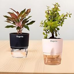 Flogeria Aglaonema Combo Of 2 Crassula Ovata Vastu | Jade Live Plant Natural Live Indoor Plant With Self Watering Pot Original Kuberakshi (| Lucky With Pot | Good Luck Indoor Plant-image-92