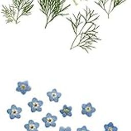ARTISOUL® 20X Pressed Dried Flower Dry Leaves for DIY Crafts Bookmark Cards Making | Home Decor | Floral Decor-image-70