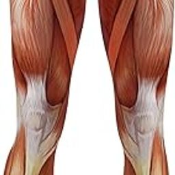 Women's Fitness Hihg Waist Muscle Printed Elastic Leggings for Running Women M|Clothing, Shoes & Accessories | Womens Clothing | Leggings|1 Anatomical Muscle Legging-image-86