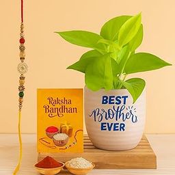 Greenkin Rakhi Gift for Brother | Set of 1 Assorted Rakhi, Card, and Plant | Best Brother Gift-image-49