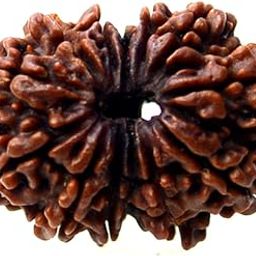 12 Mukhi Rudraksha Nepali 12 Mukhi Rudraksha Original Certified 24mm With Capping 12 मुखी नेपाली रुद्राक्ष Twelve Mukhi 12 Face Rudraksha Original Certified Nepal 12 Mukhi Rudraksha Nepali By Certified Gems-picture-20