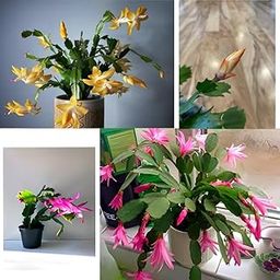 BISWAS PLANTS HOUSE ' Rare Good Looking Yellow And Pink ZygoCactus "Christmas Cactus" Indoor Live Plant Add Free Black Pot (1+1 Pack Of-2) Healthy Plant WB88z-image-25