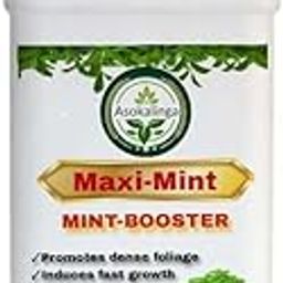 MAXI MINT -Root Growth Booster & Plant Enhancer for Stronger Roots&Faster Growth|Improved Flavor in Mint|Liquid Supplement -growth regulator (500ML)-picture-13