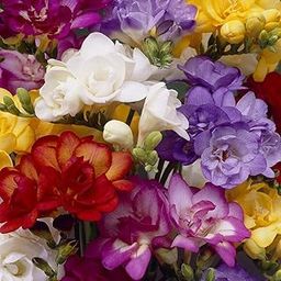 PLANTOGALLERY Flower Bulbs | Freesia Mix Double Important Bulbs For All Season - (Pack Of 5 Bulbs)-image-48