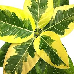 Garden Art Rubber Plant Variegated Live Plant,Green plant Natural Indoor outdoor Air Purifying Plant House Plants (Pack of 1 Healthy Live Plant) (Ficus Elastica “Lemon Lime”, Rubber Plant Variegated)-image-81