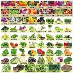 Seeds combo pack ( Vegetable, Flower ) ( 50 seeds )-image-24