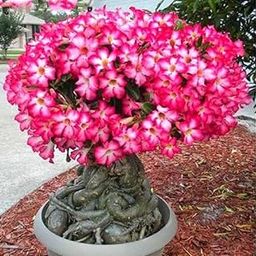 Adenium PlantAdenimum Sabi star, kudu, mock azalea, impala lily and desert rose xpsl-06Adenimum Sabi star, kudu, mock azalea, impala lily and desert rose xpsl-06-image-65