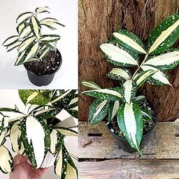 Dracaena Milky Way Plant, Live Tropical Indoor House Plant, Variegated Green-White Leaves (Pack of 1 With Pot)-image-56