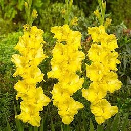 Plantogallery Gladiolus Flower Bulbs - Pack Of 1 Bulbs (Yellow)-image-59