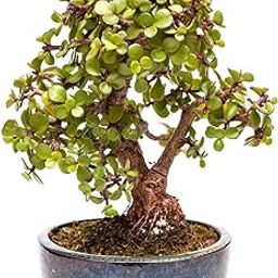Jade plants with pot | Live Healthy Good Luck Plant For Vastu, Home & Office Desk For Indoor Gardening | Pack Of 1 With pot-image-50