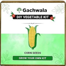 Gachwala Corn Seeds Grow Kit | DIY Grow it Yourself Gardening Kit for Home and Garden | Corn Seeds Gardening Kit-image-36