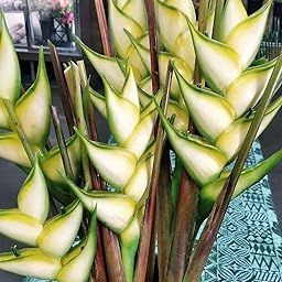 Ritz Farming® Heliconia Imported Flower Bulbs for Home and Gardening Pack of 2 Bulbs (LITE GREEN)-image-93