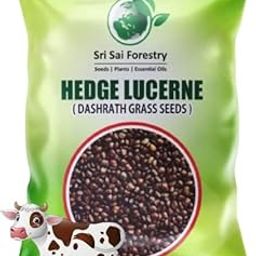 SRI SAI FORESTRY - Dasrath Grass Seeds for Animal Fodder,Hedge Lucerne Grass Seeds for Goat - 500G - Velimasal - Dasrath Ghas for All Type of Cattle India-image-25