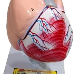 Human Heart 2 Parts On Stand Brand OM Labs-picture-14