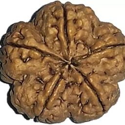 Five mukhi Rudraksha Natural bead & Certified | Astrological Five Mukhi/Five Faced Rudraksha bead Unisex Both for Men & Women-picture-27