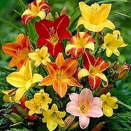Flower Bulbs |Day Lily Mixed Color Flower Bulbs For Home Gardening (5 Bulbs Pack)-image-97