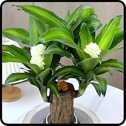 AnjaliPlants Foundation Brazilian LUCKY BAMBOO Live | Good Luck Plant's | Lucky Brazil Wood Plant | Healthy Indoor Feng Shui Plant's For Home Decor pack of 1.-image-86