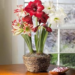 ANDHAGNAI GREEN Amaryllis Lily Grow Fresh and Healthy Bulbs in Your Garden (Pack Of 10, Multicolour)-image-87