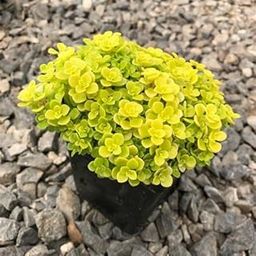 Mphmi Live Plant Nursery NCR Japanese Golden Ogon Sedum - Succulent Plant (Plant Pack of 1 Japanese Golden Ogon Sedum Plant)-image-74