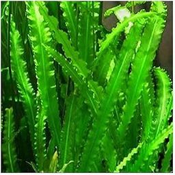 Live Aquarium Plants Seeds (Betta Bulbs) for Planted Tanks Easy to Grow Aponogeton Crispus (Pack of-image-90