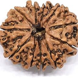 BluDiamond Eleven Mukhi Rudraksh Oval Gyarah Mukhi Rudraksha Pendant Pure 11 Mukhi Rudraksha Nepal Original Certified ग्यारह मुखी रुद्राक्ष 11 Face Rudraksha Blessed Lord Kesari Nandan-picture-13