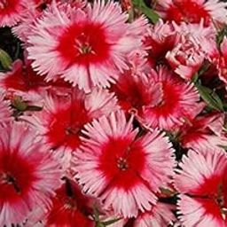 Golden Hills Farm® (AVG 100-1000) seeds Dianthus Raspberry Ripple Seeds-image-35