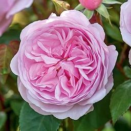 ROYAL LAND Rare Grafted English Tree Rose Plant Olivia Rose Austin Pink Color 2 Healthy Live Plant-image-54