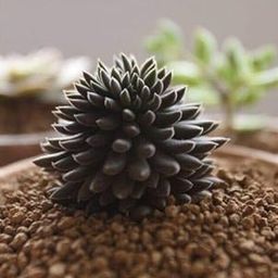 Sinocrassula yunnanensis, rare succulent, 10 seeds-image-16