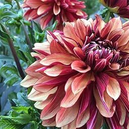 Radha Krishna Agriculture® Imported Dahlia Flower Bulbs Dull mustard with purple | Fragrant Flowers Planting Bulb For all season Outdoor And Indoor Gardening Pack of 1-image-94