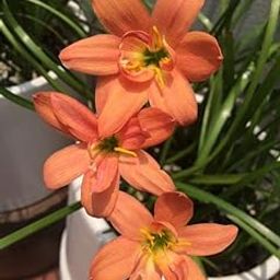 Radha Krishna Agriculture® Imporetd Rain Lily Mixed Color Flowers Bulb for Your Garden - Pack of 10 flower Bulb-image-47