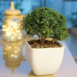 Table Kamini Bonsai Plant Live A Table Display of Home Beauty" Oxygen Live Plant For Indoor Home Dacoration (PACK OF 1)-image-51