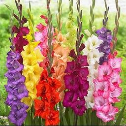 Growth Seeds Gladiolus Flower Bulbs For Your Home Plant & Gardening (Pack Of 15) Mix Colour's-2