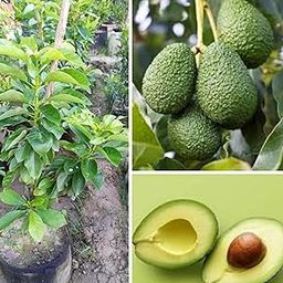 CPEYARE Avocado Fruit Plant - Live Tree 1.5-2 Ft Tall - Early Fruiting (2-3 Years) - Grow Your Own Delicious Avocados-image-96