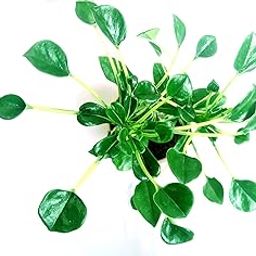 Spoon Leaf Adenium Plant Live With Pot Bosnai Grafted Desert Rose (R437)-image-89