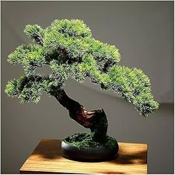 bonsai banyan tree plant indoor pack of 1-image-66