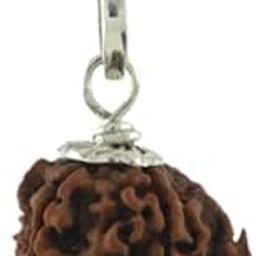 Venus Gems Gallery Ganesha Rudraksha Original Certified Nepali Ganesh Rudraksh Hindu Religious Trunk Bead Gajanan Ekdant Ganesh Ruthrajam Ganpati Rthatcham for Puja & Wear गणेश रुद्राक्ष ओरिजनल-picture-16