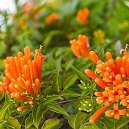 Sipra Enterprise Very Pretty Venusta Creeper Flame Vine Flower Orange Trumpet Vine Fire Craker Flower Guatemala Live Plant Original Variety-image-57