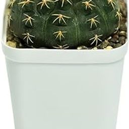 Samarth Cactus Gymnocalycium andreae v. matznetteri Flowering Cactus Air Purifier Indoor Natural Rare Live Plant With Pot Striking Succulent For Living Room, Bedroom, Home Garden Balcony Office Decor-image-18