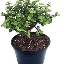 Original Green Jade Crassula Lucky Bonsai Feng Shui Plant Best For Home Decorative Money Desi Jade Plant without Pot-77