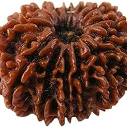 13 Mukhi Rudraksha Original Certified Nepali 24mm with Capping 13 मुखी रुद्राक्ष Original Nepal Bless Indra Dev Tera Mukhi Rudraksha.-picture-48