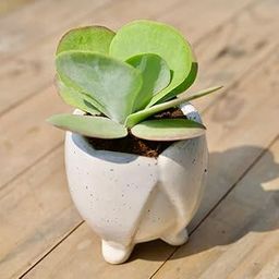 Kalanchoe Succulent in 4 Pune Nursery Home Live Plant Classy White Tooth Designer Leg Ceramic Pot-image-33