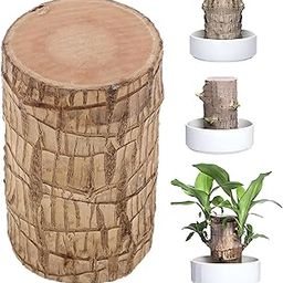 Oriley Brazilian Bamboo Lucky Wood Stick Good Luck Live Brazil Potted Plant Healthy Indoor Feng Shui Plants for Living Room & Home Office Decor Pot Not Included (Pack of 1)-image-95