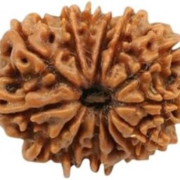Traditional 14 Mukhi Rudraksha Original Certified Chuda Mukhi Rudraksha Fourteen Mukhi Rudraksha Brown Bead Chaudah Mukhi Rudraksha 14 Face Rudraksha Chauda Mukhi Rudraksha 14 मुखी रुद्राक्ष-32
