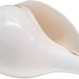 Original Lakshmi Sangu Conch Shell Shankh for Pooja Blowing Shankh (White) Medium size 12 CM length and 18CM Round-30