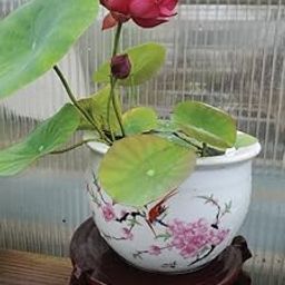 Japanese lotus seeds in water (Pack of 6 Seeds)-31