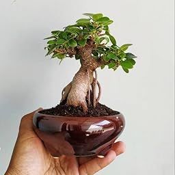 AP GARDEN Lucky Banyan Live Plant Bonsai Marri Baniyana baragad Paniyan Banyan Malayan Banyan Indian Laurel Ficus Curtain Fig Tree Ficus Long Island Mini Chaina Bot Bonsai Banyan Plant-image-43