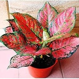 Live Pink Aglaonema Plant, Indoor Chinese Evergreen with Variegated Leaves, 45-60 cm Height, Air Purifying Houseplant Indoor and Outdoor with Pot-image-15