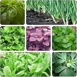 OMG ORGANIC SEEDS ! Hybrid 7 Variety of Leafy Vegetable Seeds-image-33